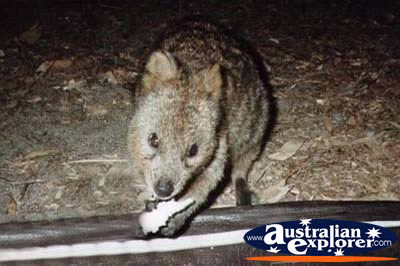 Hungry Quokka . . . VIEW ALL WALLAROOS PHOTOGRAPHS
