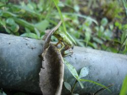 Baby Green Tree Frog
