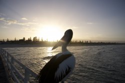 Pelican Sunrise