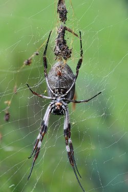 Golden Orb Spider And Mate