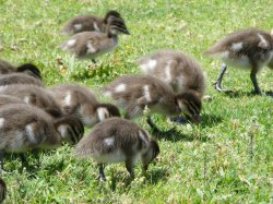 Ducklings - Pebbly Beach Australia