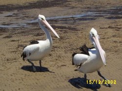 Pelicans At Donnybrook