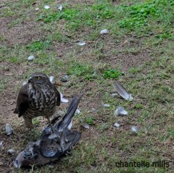 Hawk Attacks Pigion In Front Yard