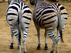 Striped Behind - Werribee Zoo NSW