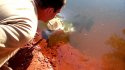 Barramundi Mouth To Mouth