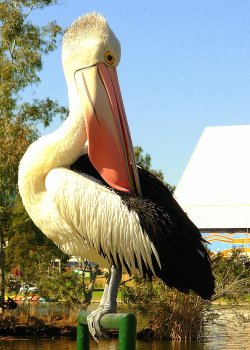 Pelican Attending To Its Bodily Cleanliness