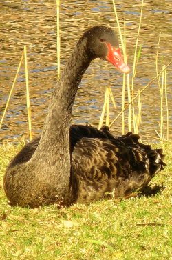  Th Black Swan