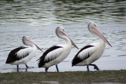 March Of The Pelicans
