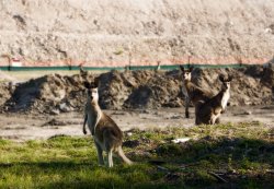 Destroyed Kangaroo Habitat