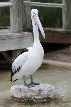 Mr.pelican