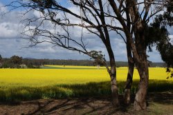 Canola - Donolly Victoria