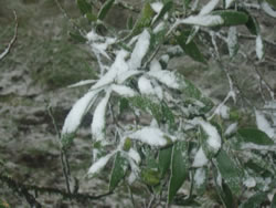 Snow Covered Leaves