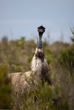 Emusuing Emu 