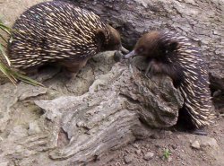 Two Echidnas