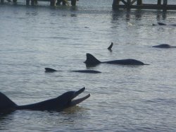 Dolphins Wait For Tourists