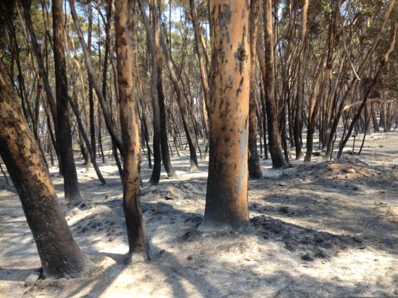 Day After Bushfire