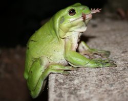 Frog Eat Frog