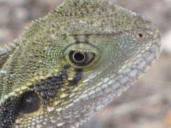 Water Dragon - Windermere Brisbane