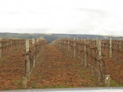 Grapevines At A Mclaren Vale Winery,,sa