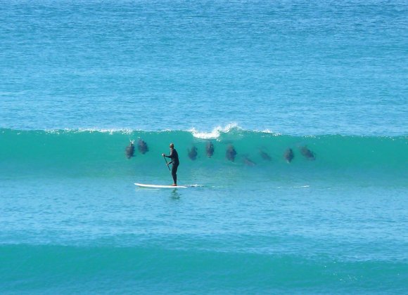 Dolphins Surfing