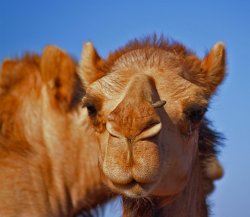 Pierced Camel
