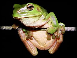 Green tree frog