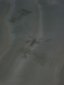 Patterns In Sand From Ghost Crabs, Cable Beach Western Australia