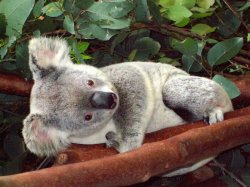 Steve Irwin''s Australia Zoo Aussie Koalas
