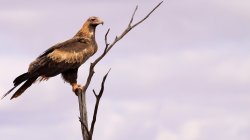 Golden Wedge Tailed Eagle 