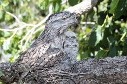 Tawny Frogmouth And Babies