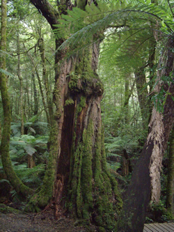 Rainforest Beauty - Velvet Moss &  Silver Lichen