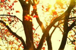 Autumn Tree