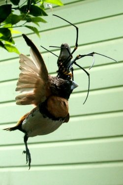 Giant Orb Spider Eating Bird