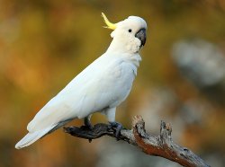 Sulphur Crested Cockatoo - Australia
