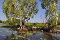Perfect Billabong