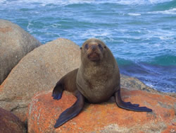 Seal On The Rocks