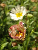 crystal morn