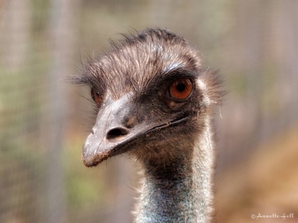 Old Man Emu 