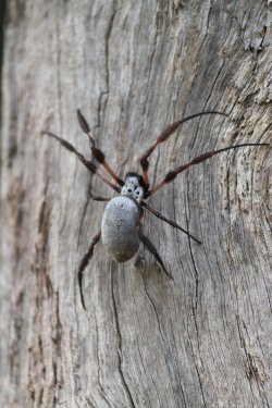 Bush Spider