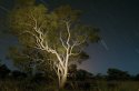 Ghost Gum