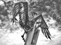 The Eagle