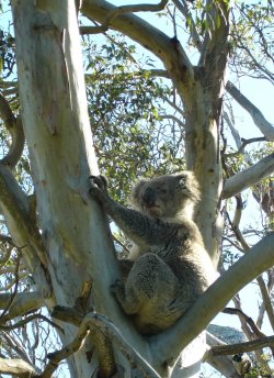 Koala In The Wild
