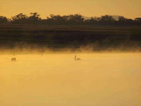 Lone Pelican At Sunrise