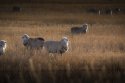 Merino