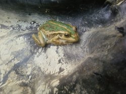 Fantastic Frog
