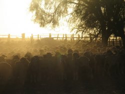 Sheep Muster Sunrise
