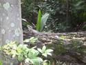 Frilled Neck Lizard