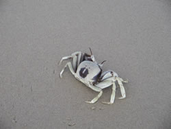 Little Lennox Crab