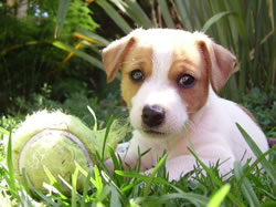 Zoe The Jack Russell Pup