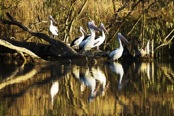 River Pelicans